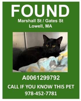 Void -  Domestic Short Hair Cat for Adoption in Lowell, Massachusetts - Void | PetCurious