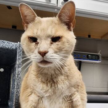 Rescue Domestic Short Hair Cats for Adoption in Greenville, South Carolina - Tindal | PetCurious