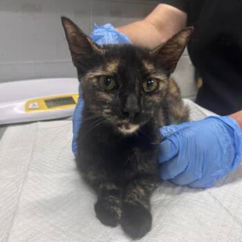 Mitzy -  Domestic Short Hair Cat for Adoption in Summerville, South Carolina - Mitzy | PetCurious