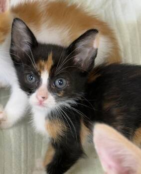 Tosh -  Domestic Short Hair Cat for Adoption - Tosh | PetCurious