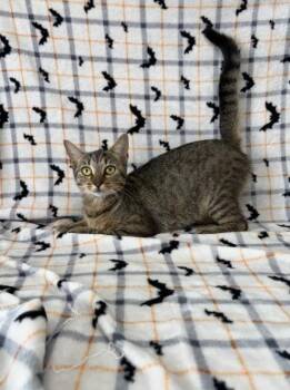 Pixie -  Domestic Short Hair Cat for Adoption in Kingsland, Georgia - Pixie | PetCurious