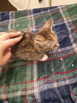 Pet Rock -  Domestic Short Hair Cat for Adoption in Atlanta, Georgia - Pet Rock | PetCurious