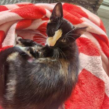 Julianna -  Domestic Short Hair Cat for Adoption in Brockton, Massachusetts - Julianna | PetCurious