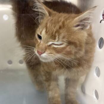 Rescue Domestic Medium Hair Cats for Adoption in Columbus, Georgia - Burton 2450 | PetCurious