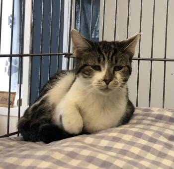 Domestic Short Hair Cats Available for Adoption - Bubbles | PetCurious