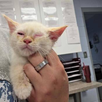 Lost In Space -  Domestic Short Hair Cat for Adoption in Martinsville, Virginia - Lost In Space | PetCurious