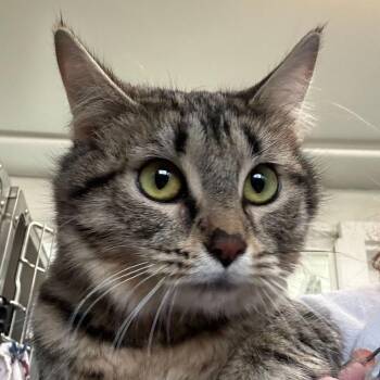 Domestic Medium Hair Cats Available for Adoption - Mama Yellowstar | PetCurious