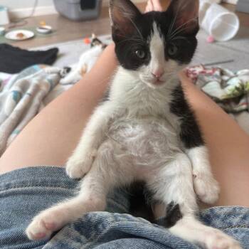 Pepper Avery -  Domestic Short Hair Cat for Adoption in Morrison, Colorado - Pepper Avery | PetCurious