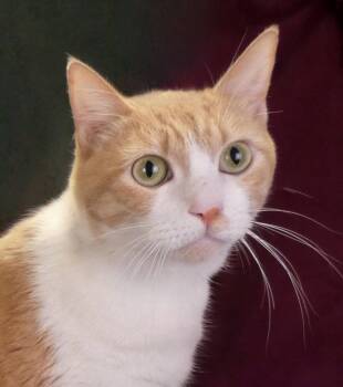 OSO -  Domestic Short Hair Cat for Adoption in Pasadena, California - OSO | PetCurious