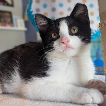 Domestic Short Hair Cats Available for Adoption - George Clooney | PetCurious