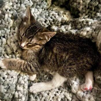 Tube Socks -  Domestic Short Hair Cat for Adoption in Pleasant Hill, California - Tube Socks | PetCurious