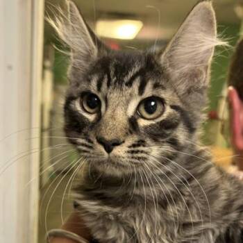 Rufus -  Domestic Medium Hair Cat for Adoption in North Myrtle Beach, South Carolina - Rufus | PetCurious