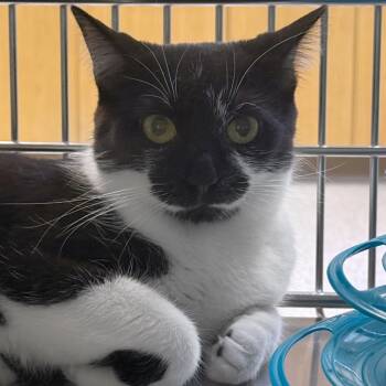 Rescue Domestic Short Hair Cats for Adoption in Ottawa, Kansas - Scarface | PetCurious