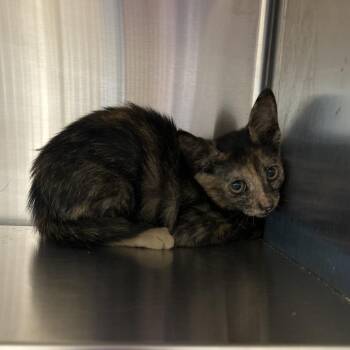 Catalina -  Domestic Short Hair Cat for Adoption in League City, Texas - Catalina | PetCurious