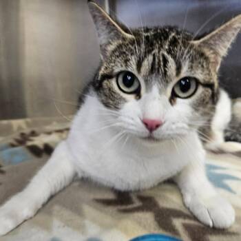 "Scarlett" -  Domestic Short Hair Cat for Adoption in Salt Lake City, Utah - "Scarlett" | PetCurious