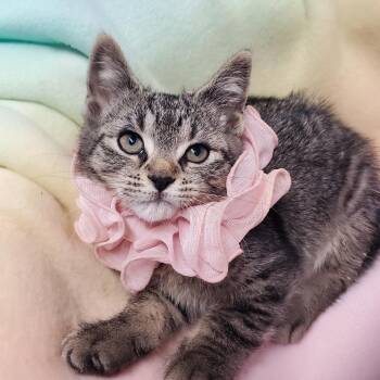 Marissa -  Domestic Short Hair Cat for Adoption in Marseilles, Illinois - Marissa | PetCurious