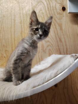 Domestic Medium Hair Cats Available for Adoption in Oakville, Washington - Pebble | PetCurious