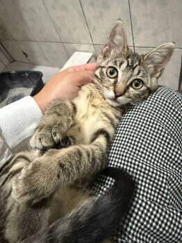 Morita -  Tabby and American Shorthair Cat for Adoption in Mission Viejo, California - Morita | PetCurious