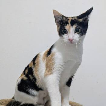 Carnitas -  Domestic Short Hair Cat for Adoption in Fort Lauderdale, Florida - Carnitas | PetCurious