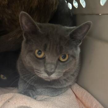 Pocky -  Domestic Long Hair Cat for Adoption in Philadelphia, Pennsylvania - Pocky | PetCurious