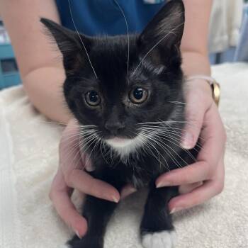 Domestic Short Hair Cats Available for Adoption in Sarasota, Florida - Eggzra | PetCurious