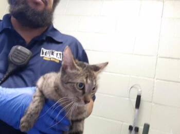 GARAGE -  Domestic Short Hair Cat for Adoption in Tulsa, Oklahoma - GARAGE | PetCurious