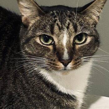 Sulu -  Domestic Short Hair Cat for Adoption in Tampa, Florida - Sulu | PetCurious