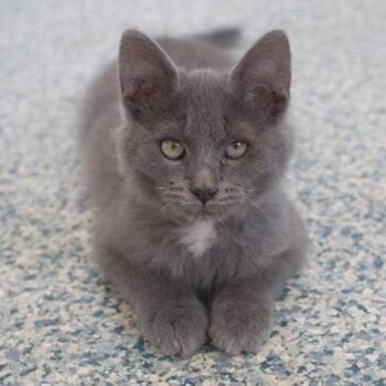Sourdough -  Domestic Medium Hair and Domestic Short Hair Cat for Adoption in Verona, Wisconsin - Sourdough | PetCurious
