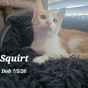 Squirt -  Domestic Short Hair Cat for Adoption in Clayton, California - Squirt | PetCurious