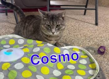 COSMO -  Tiger Cat for Adoption in Hastings, Michigan - COSMO | PetCurious