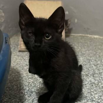Esmie -  Domestic Short Hair Cat for Adoption in Antioch, California - Esmie | PetCurious