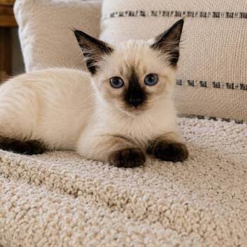 Amelia -  Siamese Cat for Adoption in Gun Barrel City, Texas - Amelia | PetCurious