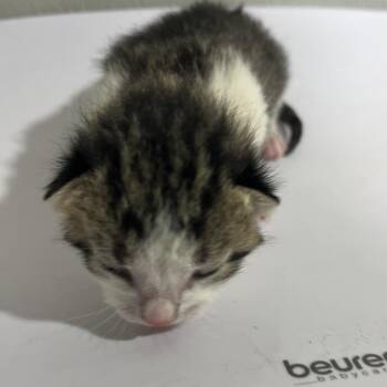 Angelina -  Domestic Short Hair Cat for Adoption in Tampa, Florida - Angelina | PetCurious