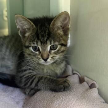 Chunk -  Domestic Short Hair Cat for Adoption in Wheeling, Illinois - Chunk | PetCurious