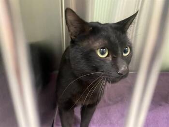 Domestic Short Hair Cats Available for Adoption in Tustin, California - MANCHESTER | PetCurious