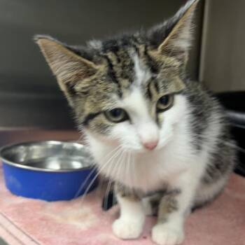 missy -  Domestic Short Hair Cat for Adoption in Parrish, Alabama - Missy | PetCurious