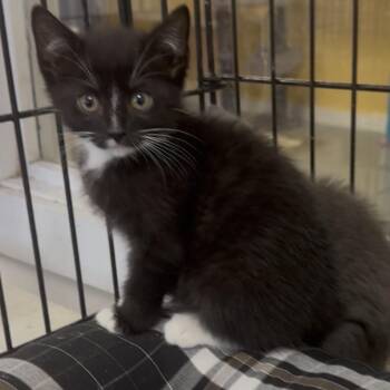 Domestic Short Hair Cats Available for Adoption in Clarksdale, Mississippi - Derek Morgan | PetCurious