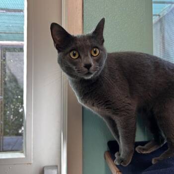 Domestic Short Hair Cats Available for Adoption in Fresno, California - Nelly | PetCurious