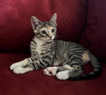 A922216 -  Domestic Short Hair Cat for Adoption in Sacramento, California - A922216 | PetCurious