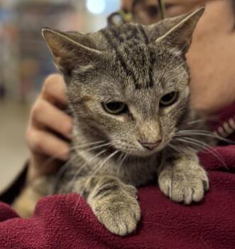 Katie -  Domestic Short Hair Cat Available for Adoption - Katie | PetCurious