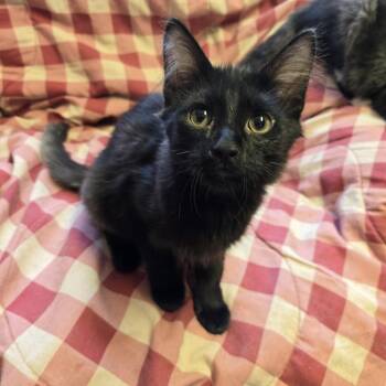 Don -  Domestic Long Hair Cat for Adoption in Layton, Utah - Don | PetCurious