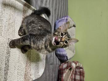 Rescue Domestic Medium Hair Cats for Adoption in Owatonna, Minnesota - Wolfie | PetCurious