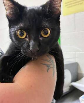 Domestic Short Hair Cats Available for Adoption - Banana | PetCurious