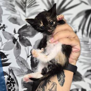 Lace -  Domestic Short Hair Cat for Adoption in Wahiawa, Hawaii - Lace | PetCurious