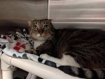 Domestic Short Hair Cats Available for Adoption - WUVEY | PetCurious