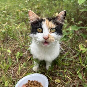 Penny -  Domestic Medium Hair Cat for Adoption in Powdersville, South Carolina - Penny | PetCurious