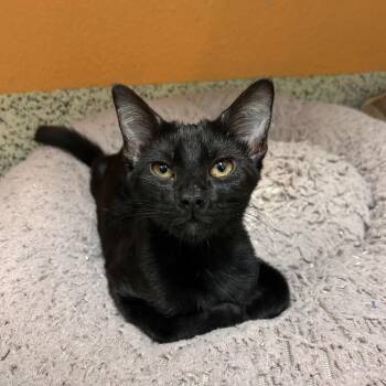 Maestro -  Domestic Short Hair Cat for Adoption in Fresno, California - Maestro | PetCurious