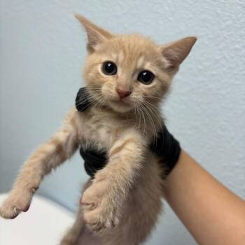 Candy -  Domestic Short Hair Cat for Adoption in Riverside, California - Candy | PetCurious