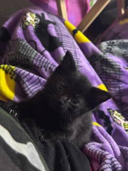 Shion -  Domestic Short Hair Cat Available for Adoption in Johnson City, Tennessee - Shion | PetCurious