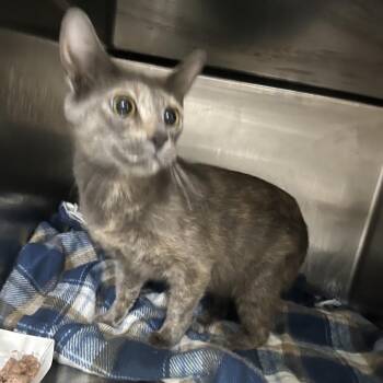 Domestic Short Hair Cats Available for Adoption in Chattanooga, Tennessee - Mother Bird | PetCurious